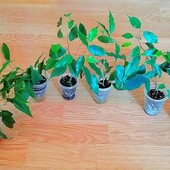 Фікус Бенджаміна Екзотика(Бенджаміна ‘Exotica’)