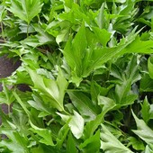 плющ Green Ripple у горщику 0,4 л
