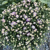 Великий кущ хризантеми