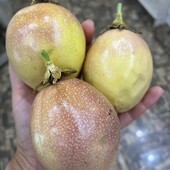 Маракуя (пасифлора), сіянець