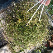 Гібазіс, Традесканція вічно квітуча (фата нареченої, ампельна)