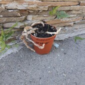Папоротник Даваллия