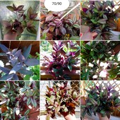 Фото №5