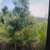 сосна жива з корінням 1 штук 70 см