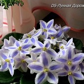 химера DS- Лунная Дорожка -дітка