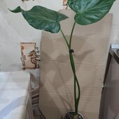 Алоказия. Сорт Кукулата.