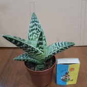 Алое