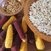 Попкорн. Кукурудза попкорн. Попкорн клубничный. Кукуруза попкорн семена. Насіння попкорна. Зерна поп