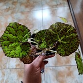 Бегонія
