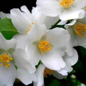 5 шт Жасмин садовий білий домашній. Черенки 5 шт. Жасмін. Дуже пахучий