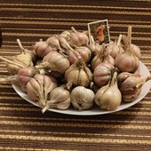 Зимовий домашній часник