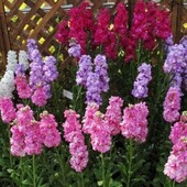 Левкой махровий Діамант. Неймовірний аромат.