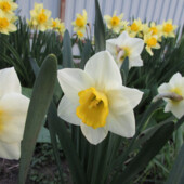 5 шт ! Нарцисс. Нарцис. Цибулини нарцису. Луковицы нарцисса. Багаторічні квіти, дуже гарно розмнож