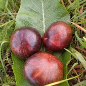 томат Біфштекс Марші, 15 насінин