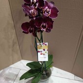 Орхідея 