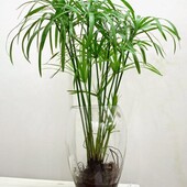 Кімнатна рослина циперус