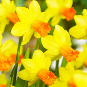 20+ шт - лот! Нарцисс. Нарцис. Цибулини нарцису. Луковицы нарцисса. Багаторічні квіти,