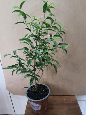 Фото №1 class=