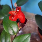 Эсхинантус