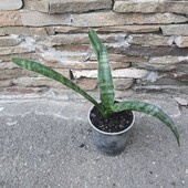 Сансевиерия