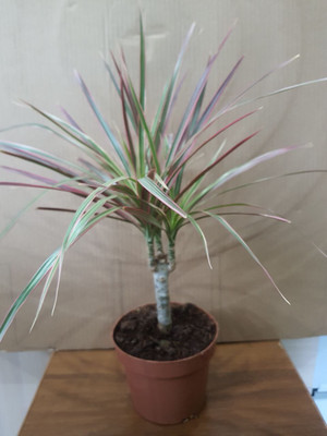 Фото №1 class=