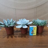 В лоте одна на выбор.