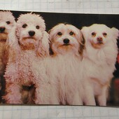 Календарик СРСР 1984