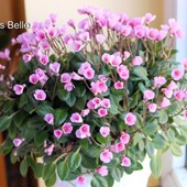 Чарівний Brazos Belle - (міні )