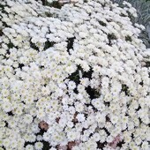 хризантема мультифлора біла, у лоті кущ( див фото)