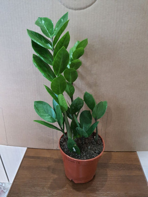 Фото №1 class=