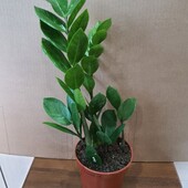 Замиокулькас