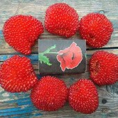 Екзот для саду!!! Тибетська розолистна малина Мяо-Мяо. В лоті 1 саджанець.