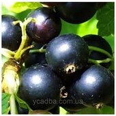 Саджанець великоплідної чорної смородини "Чорний Бумер".