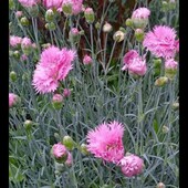 гвоздика сиза махрова