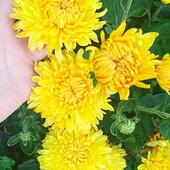 хризантема літня Опал у горщику 1 л