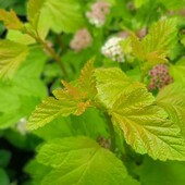 пухироплідник  жовтолистий Luteus 1,5- річн. у горщику 0,5 л