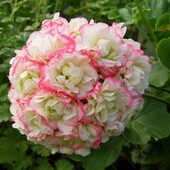 Розебудна пеларгонія Appleblossom rosebud.Розпродаж!