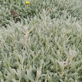 сантоліна кипарисовидна, 1,5 річна у горщику 0,4л