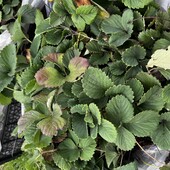 Саджанці полуниці Мікс