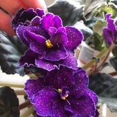 World Brown - фіалка - дітка