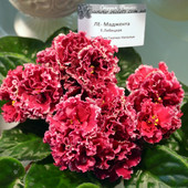 ЛЕ-Маджента- дітка