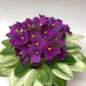 Jolly Jubilee --діткa