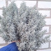 сантоліна кипарисовидна, 2 річна,кущ як на фото 