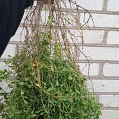 Сапонарія( Мильнянка) базиліколиста, 2- річн. ,кущ на фото 