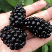 20 шт ! Бесшипная крупная ежевика Полар. Черенки 20 шт в лоті