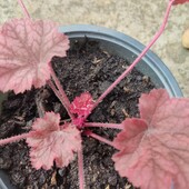 Гейхера Forever Red.