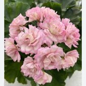 Свіже зрізані живці сортових пеларгоній