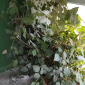 Циссус ромболистий ( кімнатний виноград)