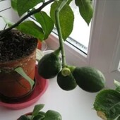 Авокадо элит саженц 1 шт., отросток