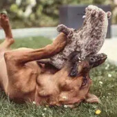 Нова іграшка для собак бобер зі звуком